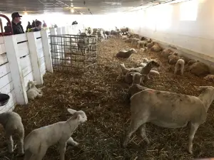 Govin's Farm