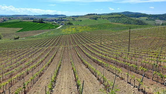 Vigna con i pastelli