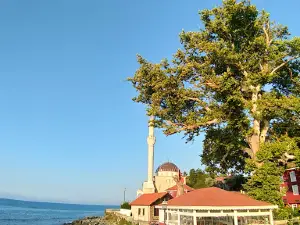 Tarihi Çınar