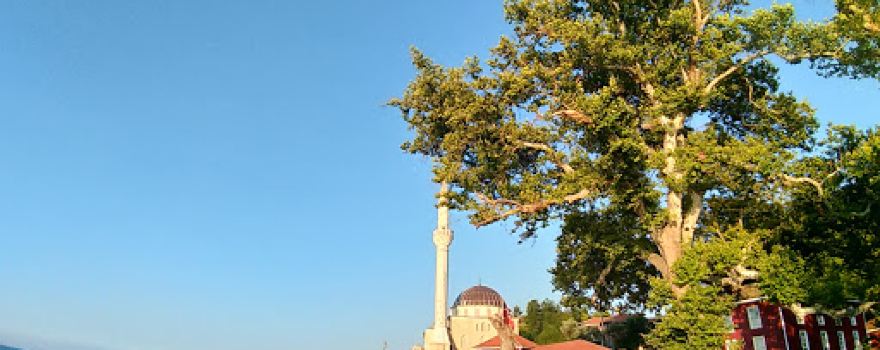 Tarihi Çınar