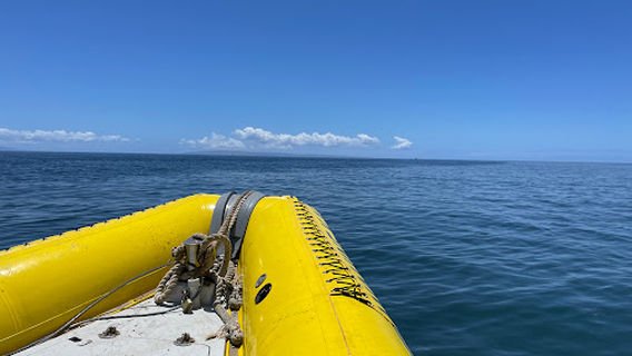 Ultimate Whale Watch & Snorkel