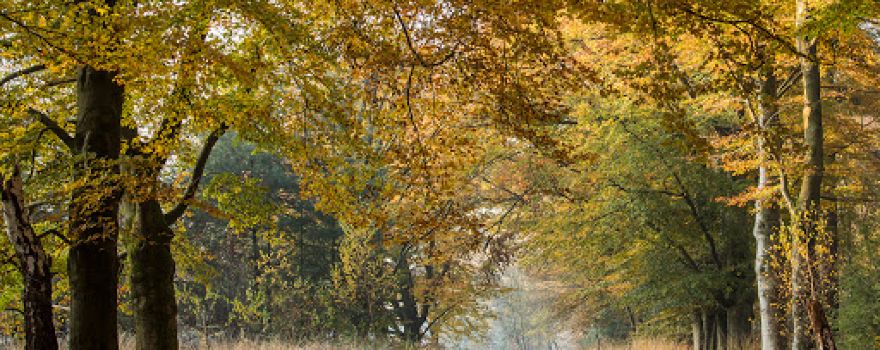 Camping "De Hoge Linde"