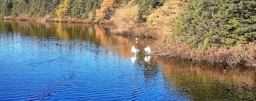 Mount Pearl Dog Park
