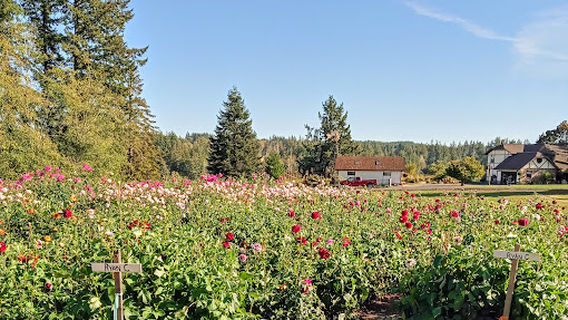 Lynch Creek Dahlias