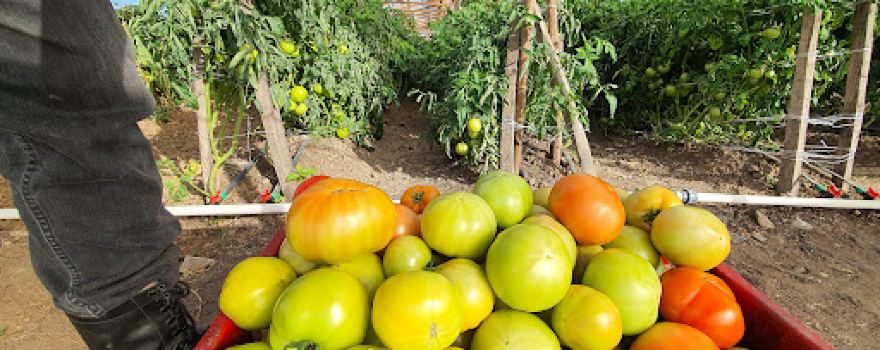 Derby Farms Agro Allied ltd