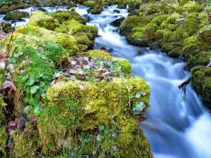 Ribnik Spring