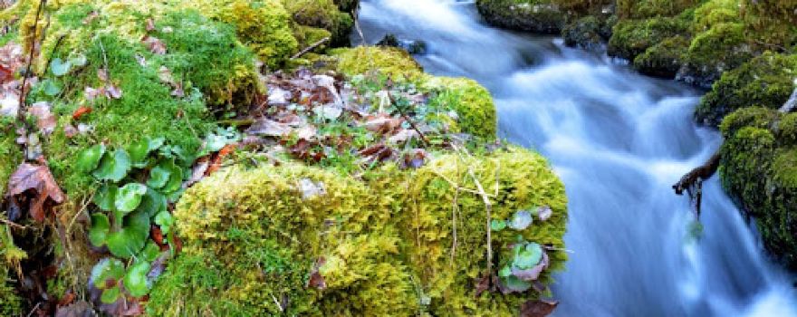 Ribnik Spring