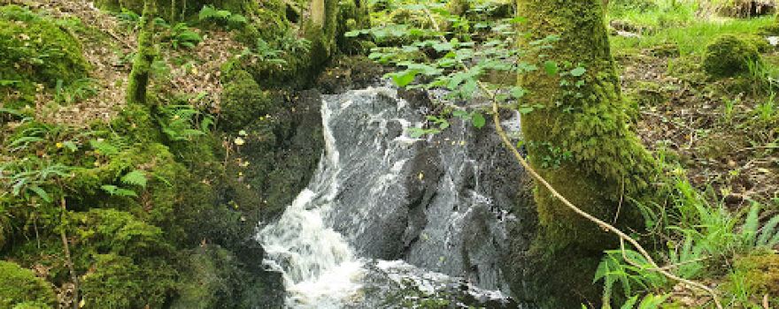 Derroura Woods