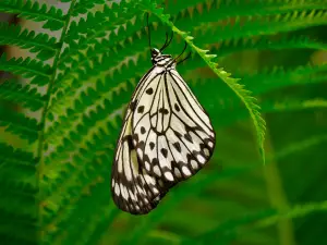 The Original Mackinac Island Butterfly House & Insect World