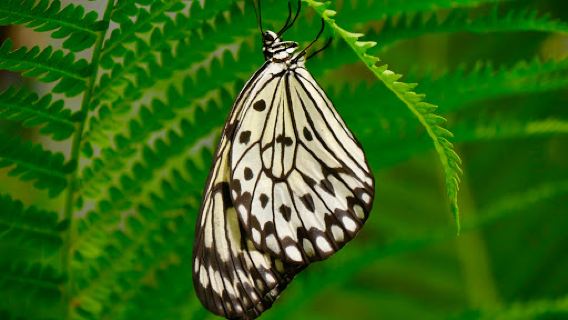 The Original Mackinac Island Butterfly House & Insect World