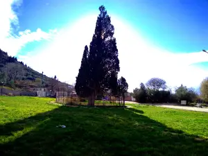 Old cypress tree of Harzevil town