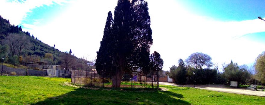 Old cypress tree of Harzevil town