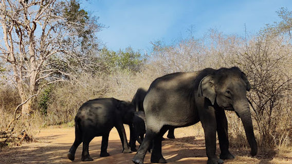 Udawalawa