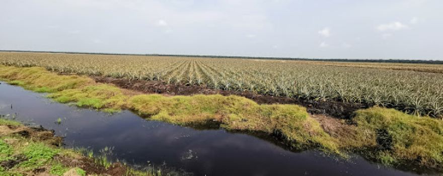 Ladang Nenas Ayer Baloi