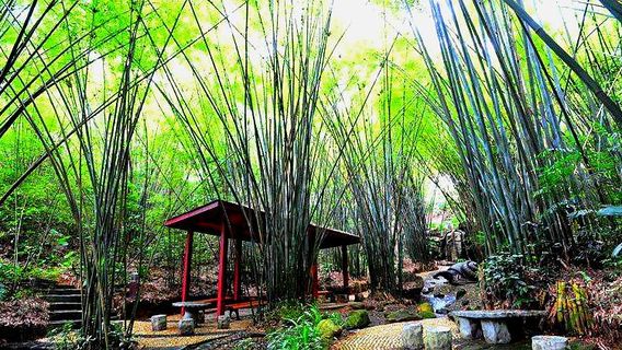 Bamboo Garden
