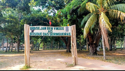 Bosque das Seringueiras