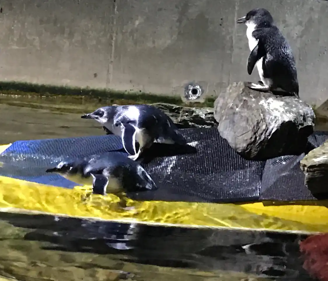 Hotels near EcoWorld Aquarium & Wildlife Rehabilitation Centre
