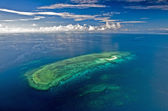 Ocean Safari