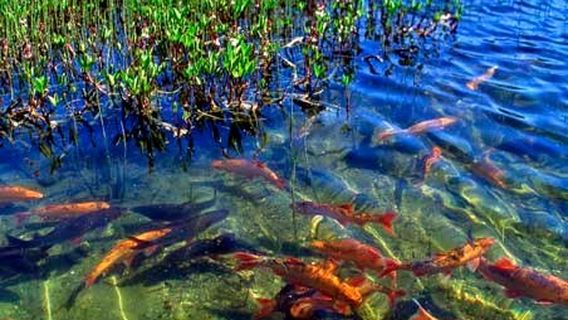 The Goldfish Lake