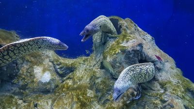 Porec Aquarium