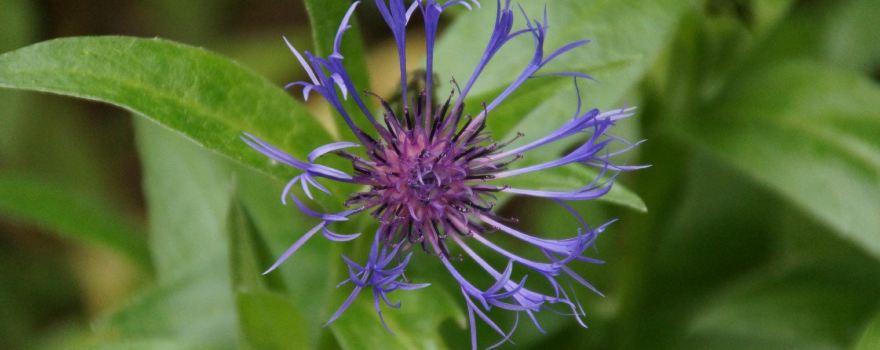 Alpine Botanical Garden of Meyrin