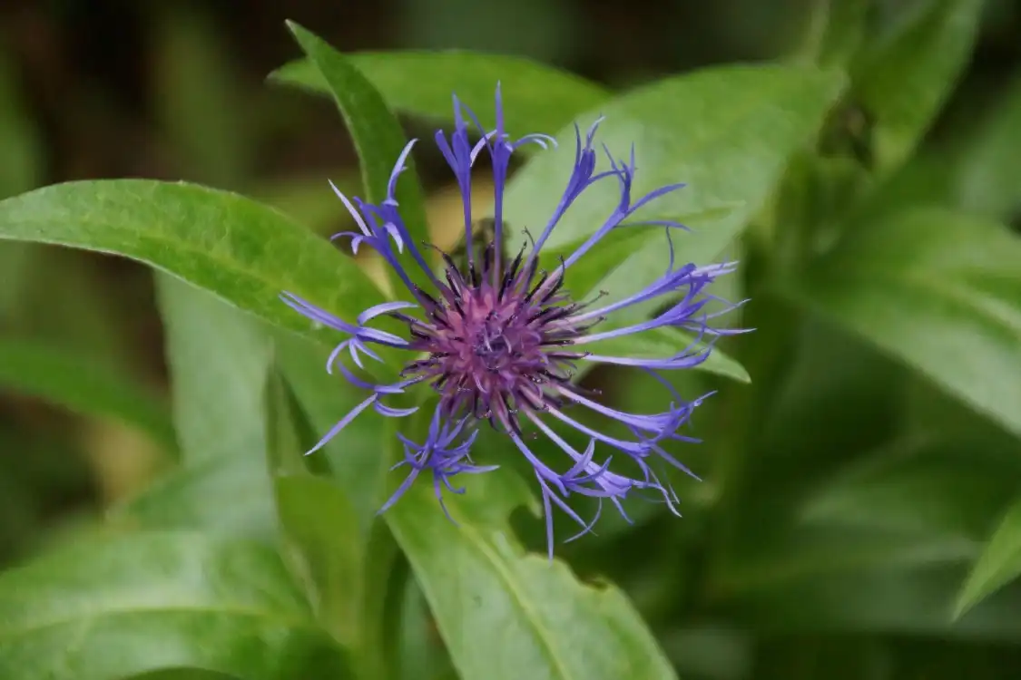 Hotels near Alpine Botanical Garden of Meyrin