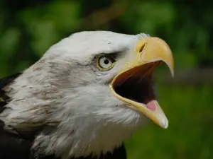 Liberty's Owl, Raptor & Reptile Centre