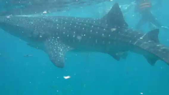 Bohol Island Departure: Oslob Whale Shark Watching and Snorkeling 1-day Tour|Round-trip transport included