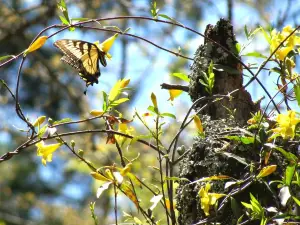 Lee State Park