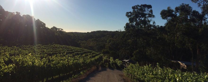 Between the Vines Cellar Door