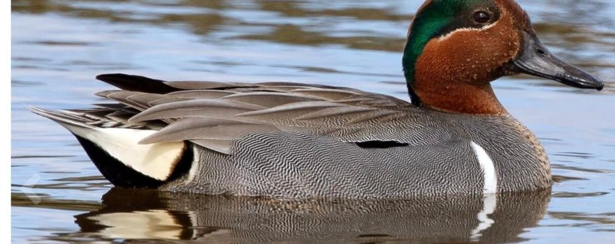 WWT Steart Marshes