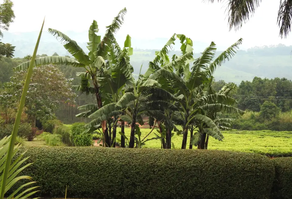 1_Johnnie Uganda Safaris