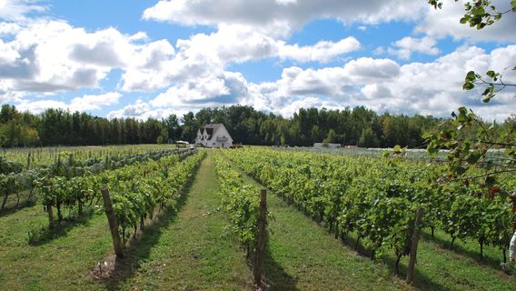 Crow & Vine Winery | Vignoble