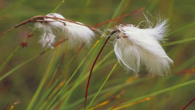 Blawhorn Moss National Nature Reserve