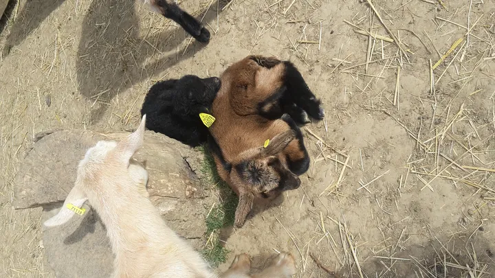 4_Educational farm The little blade of straw