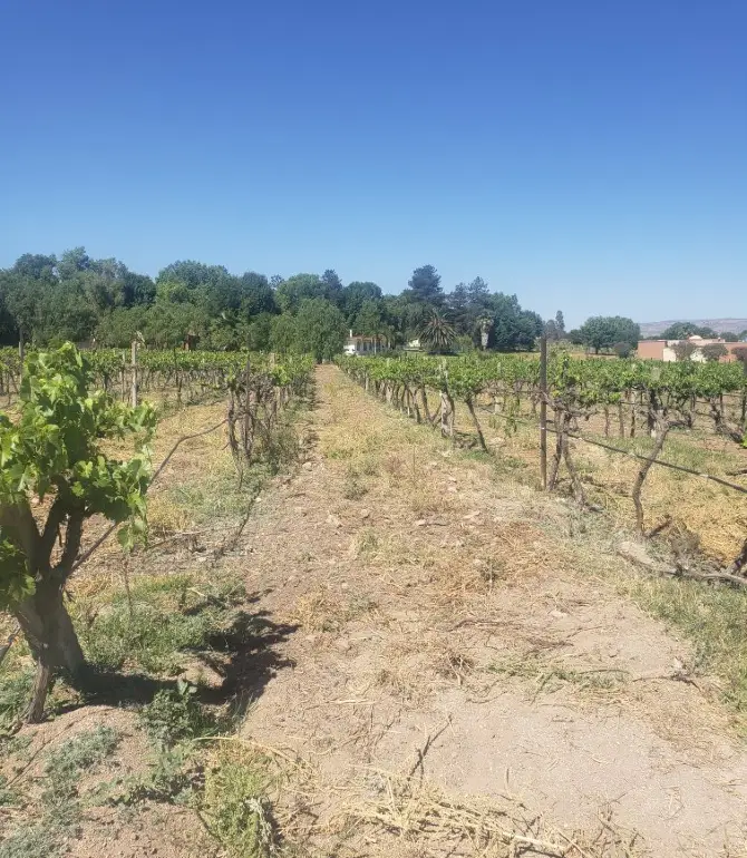 Vinedos Rivier