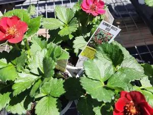 Ron's Garden Center