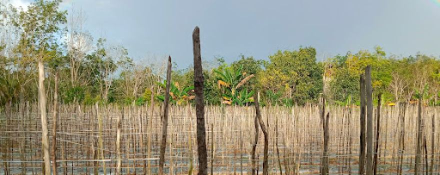 Permakultur Kalimantan