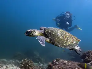Scuba Coiba