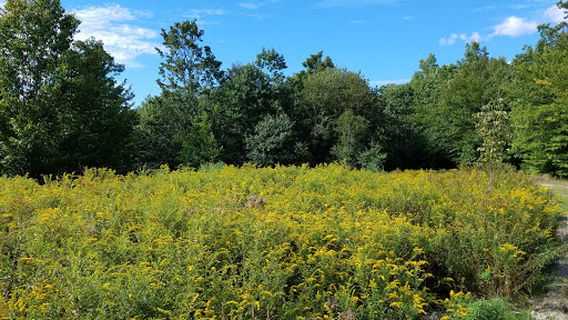 Dead River Trailhead, Great Pond Mountain Wildlands
