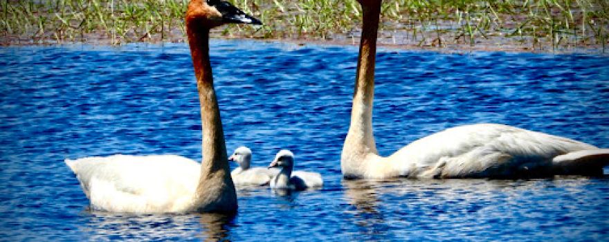 Tuttle Marsh Wildlife Area
