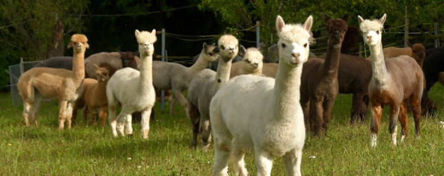 Alpacolor Alpakazucht
