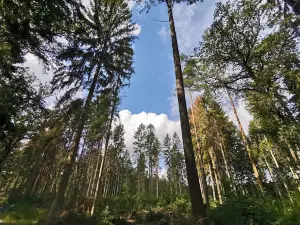 Wildgatter im Gartower Forst