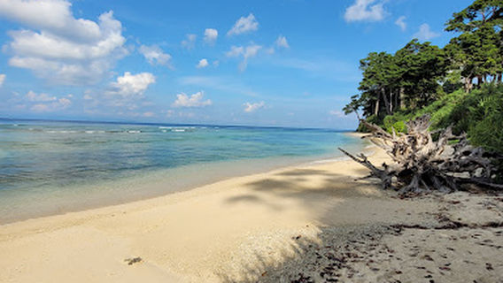 Lakshmanpur Beach 1 - Mangroves
