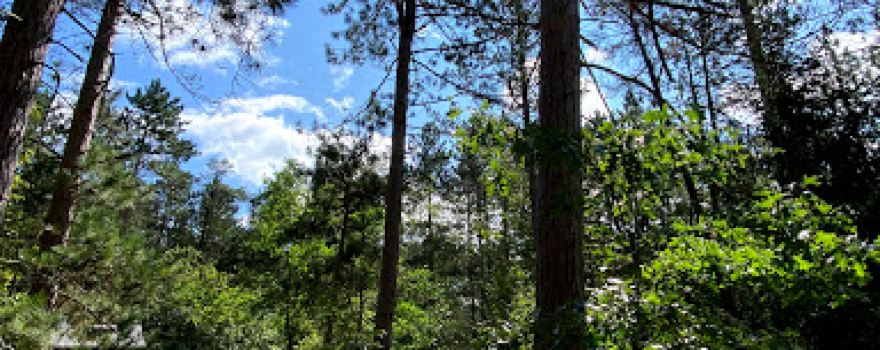 Canoe Harbor State Forest Campground