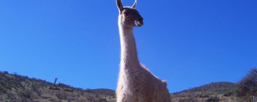 Entrada al Centro de Rescate y Rehabilitación de guanacos, Hacienda El Durazno