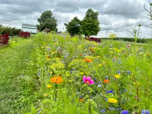 The Berry Farm