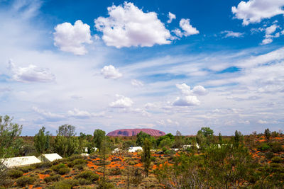 Pioneer Lookout