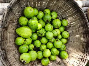 Floating Guava Market