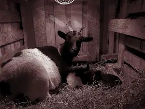 La ferme Ani'May